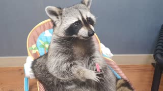 Hungry raccoon enjoys his tasty bubble gum treat