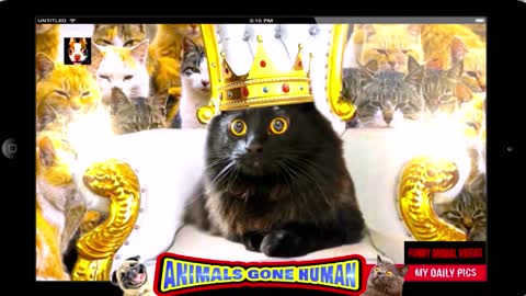 King of the Cats! Animal Gone Wild