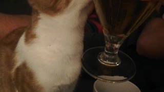 He is a little drunk kitten