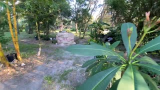 My bamboo garden