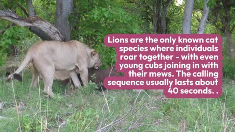 Why lions hunt during night?Lion Facts