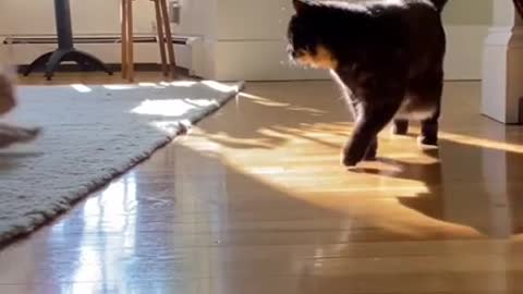 Black and white cat dancing