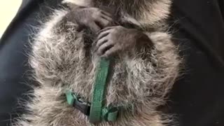 Racoon being pet on stomach