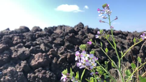 clear weather and wind-shaking wildflowers