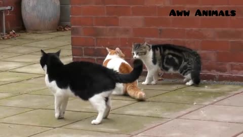Angry Cats fighting video | aww animals