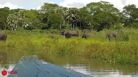 Elephant Save Baby Elephant From Crocodile Hunting | Animals Hunting