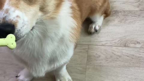 Very smart Corgi baby's personal talent