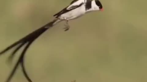 Swinging Dancing Bird in The Air #shorts #viral #shortsvideo #video