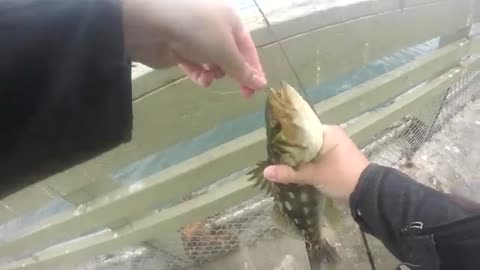 Ocean Beach Pier Fishing Mackerel and Calico Bass!