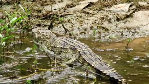 Crocodile Attacks a Python