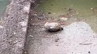 Woman Saves Upside Down Turtle