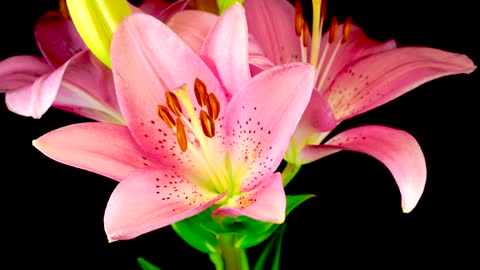 Beautiful pink lily flower opening