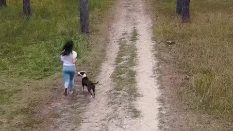 Dog Follows owner