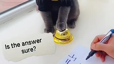 Adorable cat does math better than me