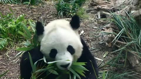 Panda facts: also known as giant pandas | Animal Fact Files