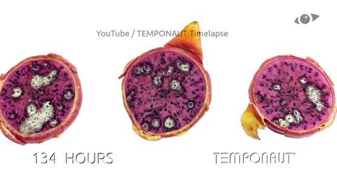 Dragonfruit Time-Lapse