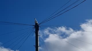 Herting Gull On A Post In A Street In North Wales.