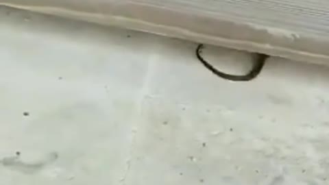 Snake Vs Cat Fight Who Is Fast Comment Me