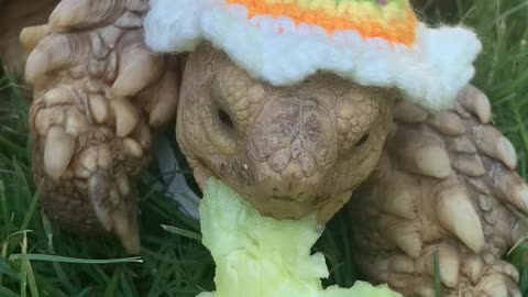 Scrumptious! Funny Tortoise in party hat crunches cucumbers!