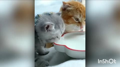 Cute's are drinking and fighting