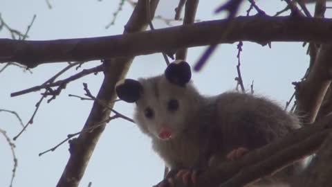 Baby Opossum in the tree