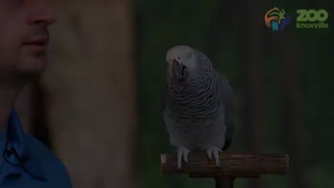 Einstein African grey talking parrot