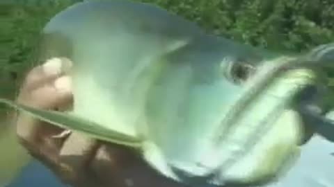 Sport Fishing - TOP VIDEO