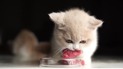 [CUTE BABY CAT ASMR] Little cat eats fresh Meat for the first time