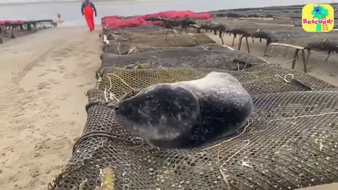 Cute baby seal