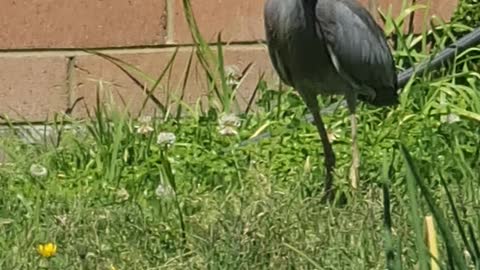 Bird eats lizard