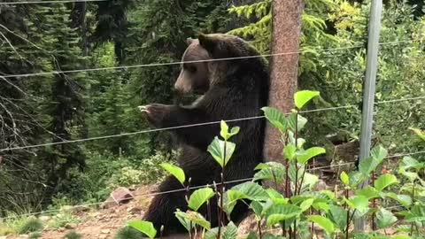 Boo Bear Has Bear-Y Good Scratch