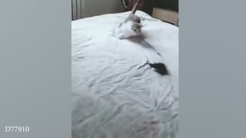 funny cat video