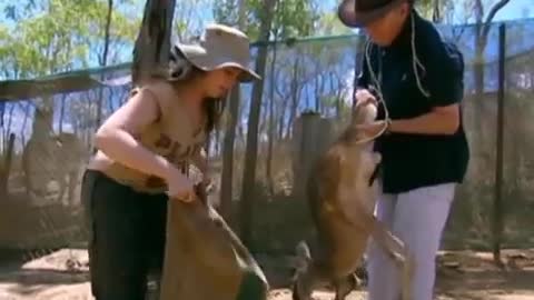 Baby Koalas | Born to Be Wild: Natalie Cassidy in Australia | BBC Earth