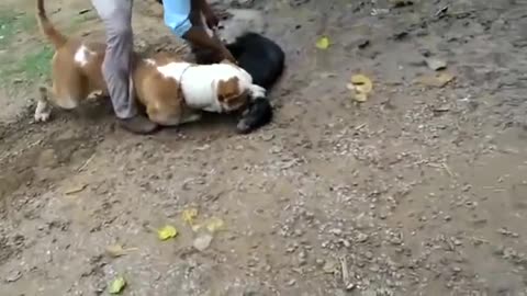 Massive Dog took the bully Khan