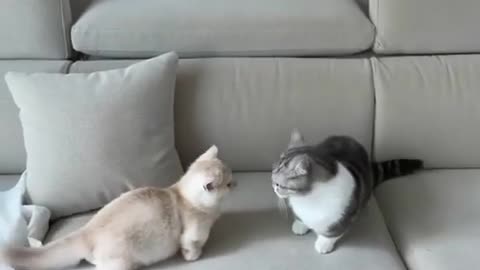 cute cat fun, fun video