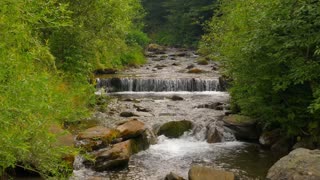 Calming Forest Stream