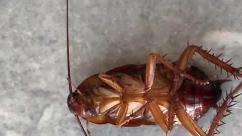 cockroach is dead very sad