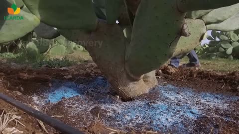 Cultivation And Harvesting Prickly Pear - Amazing agriculture Technology - Prickly Pear Processing