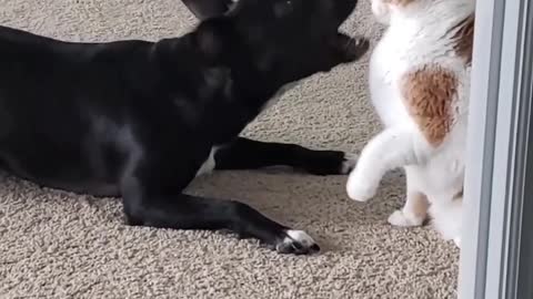 Dog Shows Off New Rollover Trick to Kitty