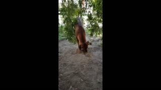 Rhodesian Ridgeback Mister Brown Digs Gardening