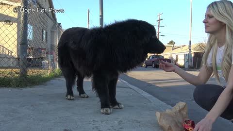 We traveled far away to make this homeless Newfoundland happy. Now, he is about to pay it forward.