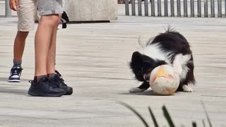 Ball got stuck in the dog's mouth