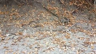 Baby Komodo Takes on Snake