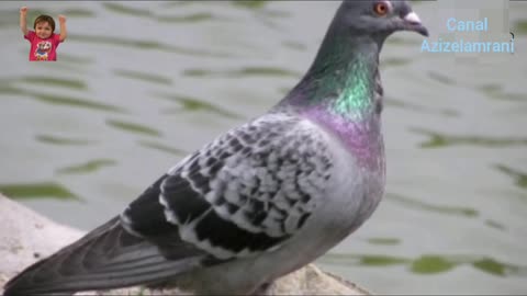 Interesting facts about Rock dove by weird square.
