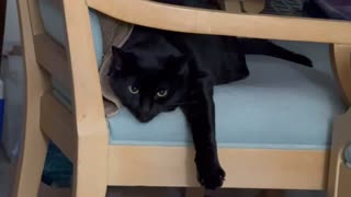Adopting a Cat from a Shelter Vlog - Cute Precious Piper Finds a Nice Secure Hiding Spot
