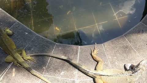 Park full of Iguanas, Guayaquil, Ecuador