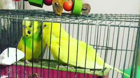 A pair of lovebirds caressing each other before the mating period inside the cage