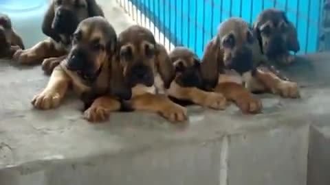 Super Cute Bloodhound Puppies Singing