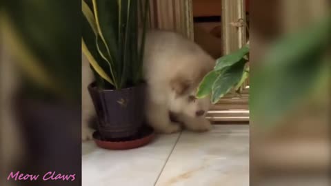 Puppy hides behind a flower pot