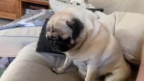 Needy Pug wants more!